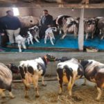 Milk production in Kulgam touches 4.5 lakh litres per day