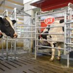 New milking machines to help dairy farmers launched