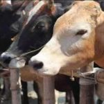 TN dairy farmers oppose Centres proposal to appoint second director for NDDB