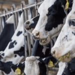 Rising feed price leaves dairy farmers in distress