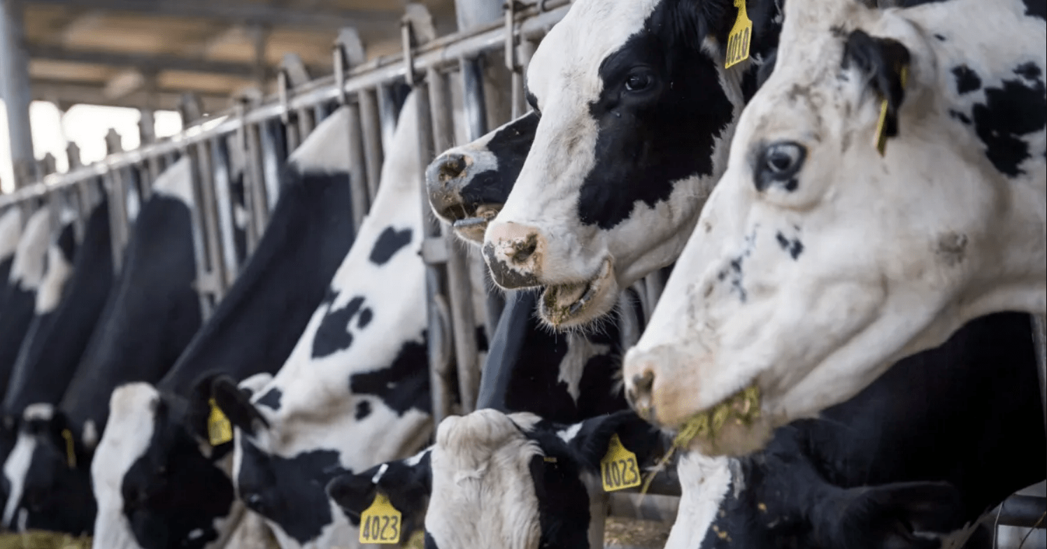 Rising Feed Price Leaves Dairy Farmers In Distress - EDairy News India