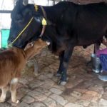 Cows moo past buffaloes as Indias milk supply champions thanks to cross breeding