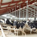 Dairy farmers reiterate demand for milk price hike