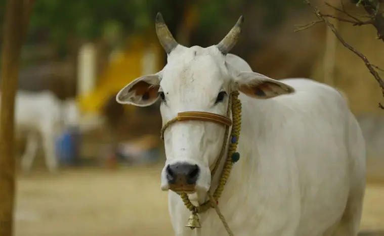 Delhi Nearly 20 Cows Charred To Death In Fire At Dairy Farm In Rohini