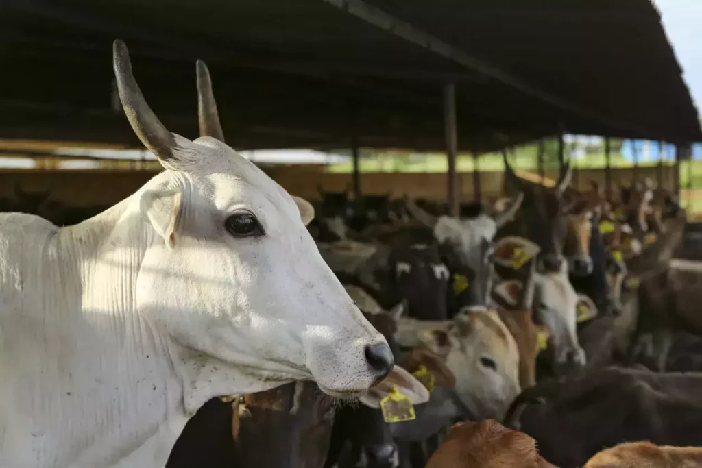 Demanding a hike in milk prices dairy farmers to protest against state government on May 21