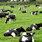 Struggling to afford vital cattle feed Tiruppur dairy farmers feel the heat