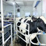 With Denmarks help dairy centre to come up in Una