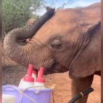 Baby elephant steals milk from bottle video goes viral