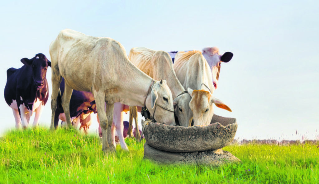 Dairy farming Policy intervention needed to prop up farmers