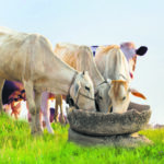 Dairy farming Policy intervention needed to prop up farmers