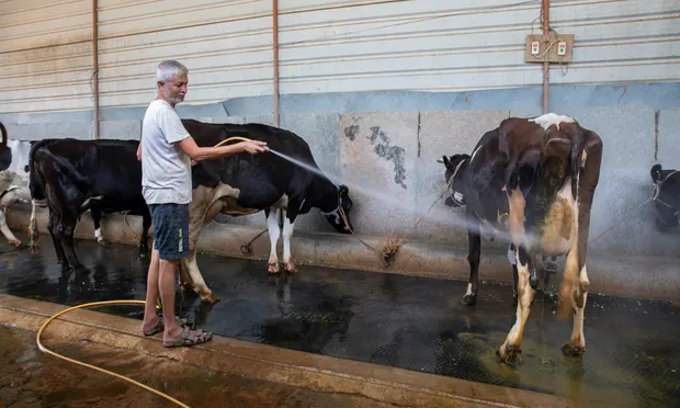 Fans sprinklers and cold baths for cows Indias dairy farmers face searing heat