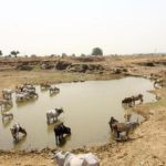 Farmers who abandon cattle will be booked says UP minister