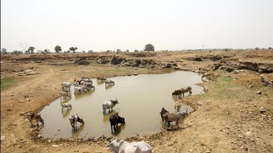 Farmers who abandon cattle will be booked says UP minister