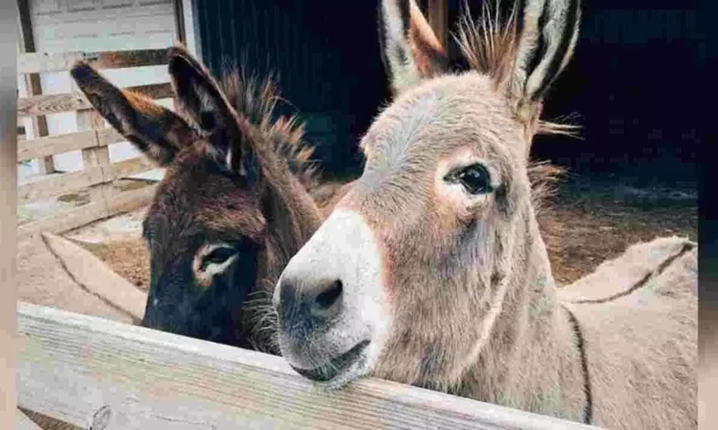 First donkey farm in Karnataka opens in Bantwal