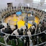 Smart Dairy Farming