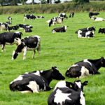 Dairy farmers most affected by foot and mouth disease Kadin