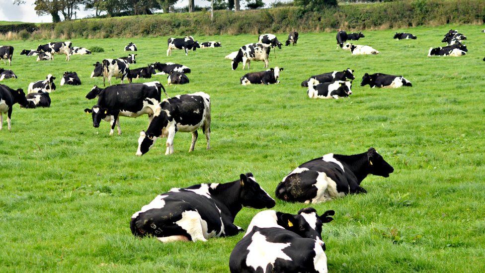 Dairy farmers most affected by foot and mouth disease Kadin