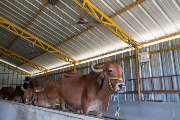 Fans sprinklers and cold baths for cows Indias dairy farmers face searing heat environment