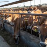 Inflation diminishing returns drive dairy sector into crisis