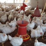 Licensing rules for dairy and poultry farms to be liberalised