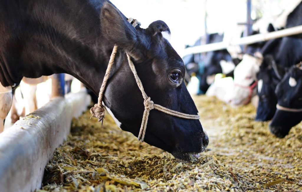 Following the milky way How cow milk products reach our homes