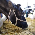 Following the milky way How cow milk products reach our homes