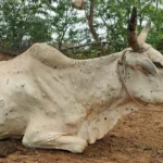 Gujarat More than 1800 cows dead 70000 hit by lumpy skin disease milk output hit