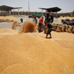 How a Rise in Wheat Straw Prices Has Wreaked Havoc on Animal Rearing