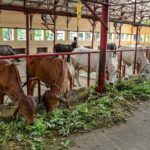 India a Dairy Titan