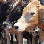 Lumpy Disease has no effect on cow milk