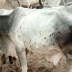 Lumpy skin disease to disrupt milk production in India in months ahead