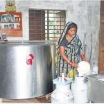Odisha dairy farmers in lurch milk output hit