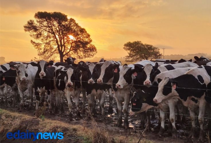 DAIRY FARMING BRINGS TOGETHER THE MOST BEAUTIFUL ASPECTS OF AGRICULTURE AND LIVESTOCK FARMING