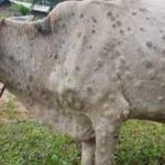 Amid surge in cases HPs dairy farmers seek epidemic tag for Lumpy Skin Disease