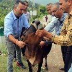 Cattle afflicted with lumpy skin disease Kangra dairy farmers suffer huge losses