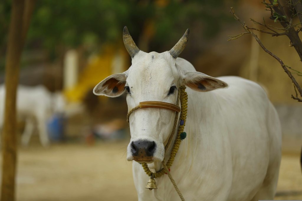 Dairy Sector Unlocking vast potential