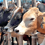 Govt. to import cattle from India Pakistan