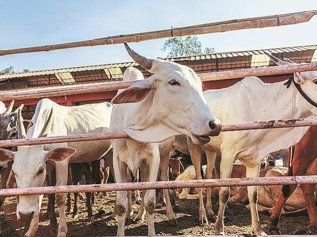 Lumpy skin disease continues to spread, hits milk output in Rajasthan