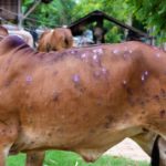 With 2309 cattle dead and over 55000 afflicted Himachal government asks Centre to declare Lumpy Skin Disease epidemic