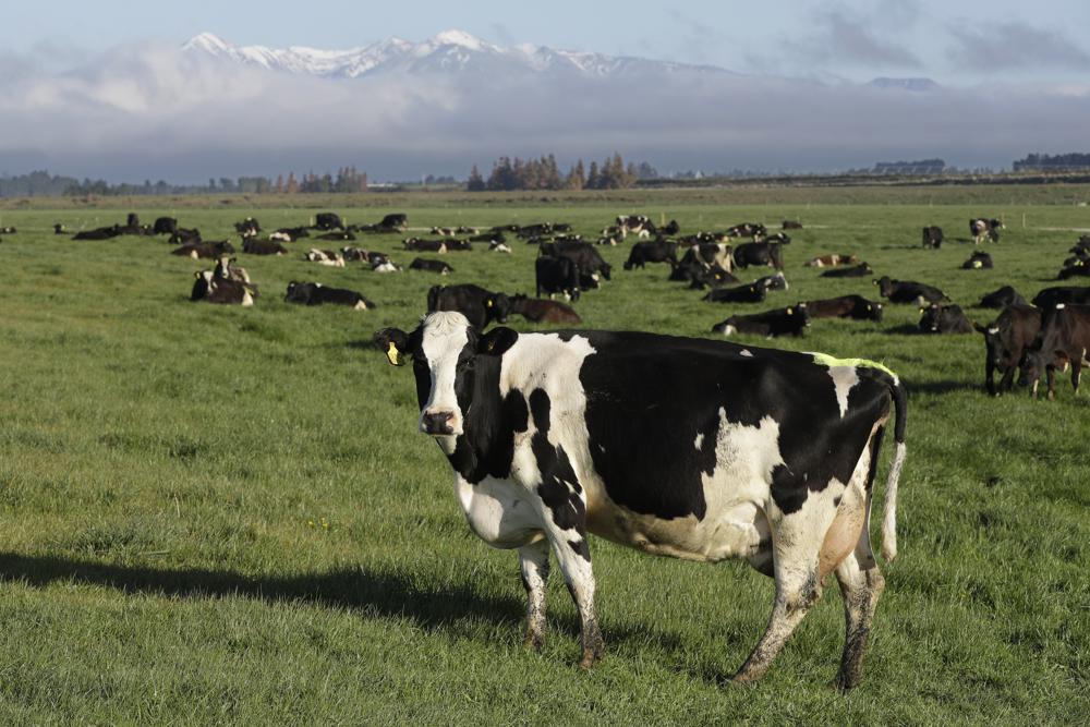 Climate Change ﻿New Zealand proposes taxing cow burps angering farmers