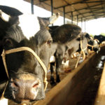 Confusion among Goa Dairy farmers