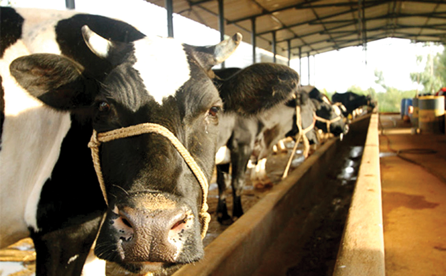 Confusion among Goa Dairy farmers