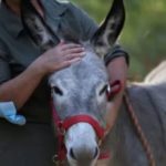 DonkeyMilk1 conv