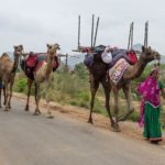 The Rebari pastoral community undertakes large-scale migration to various parts of Gujarat and other states to graze their animals