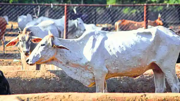 India begins study on animal-to-human transmission of lumpy virus