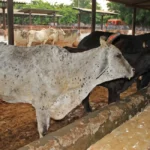 Lumpy skin disease Viral cattle disease sends rumours flying in India