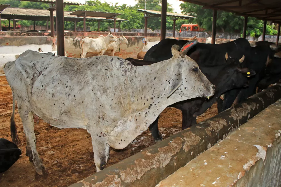 Lumpy skin disease Viral cattle disease sends rumours flying in India