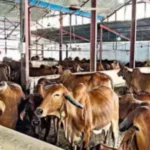 Those who ventured into dairying in Dakshina Kannada district during pandemic quit it