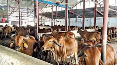 Those who ventured into dairying in Dakshina Kannada district during pandemic quit it