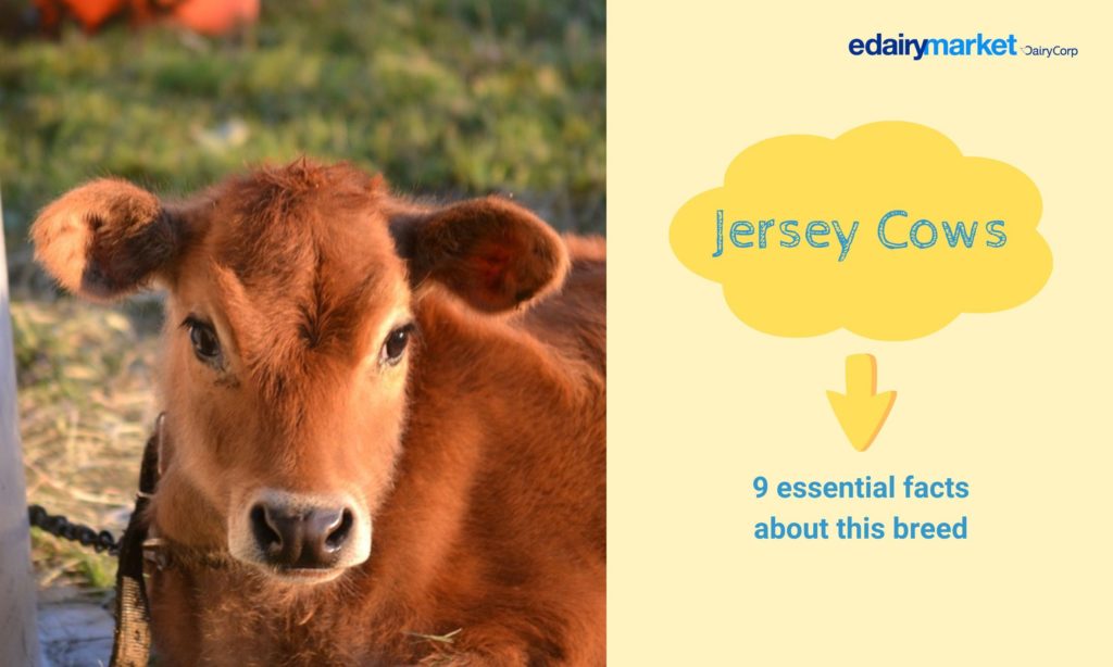 Jersey Cow